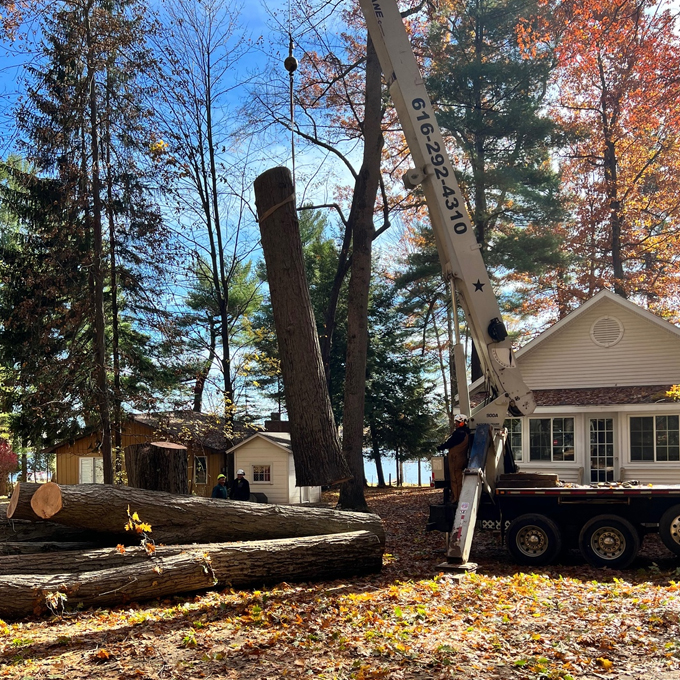 Lake Tree Service Tree Expert