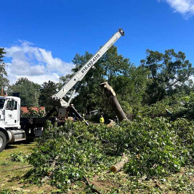 Lake Tree Service Tree Expert